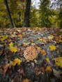 /album/podzimni-toulani/pt-20-10-2026-11-jpg/